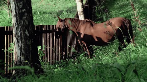 Pferd-Schaut-In-Die-Kamera