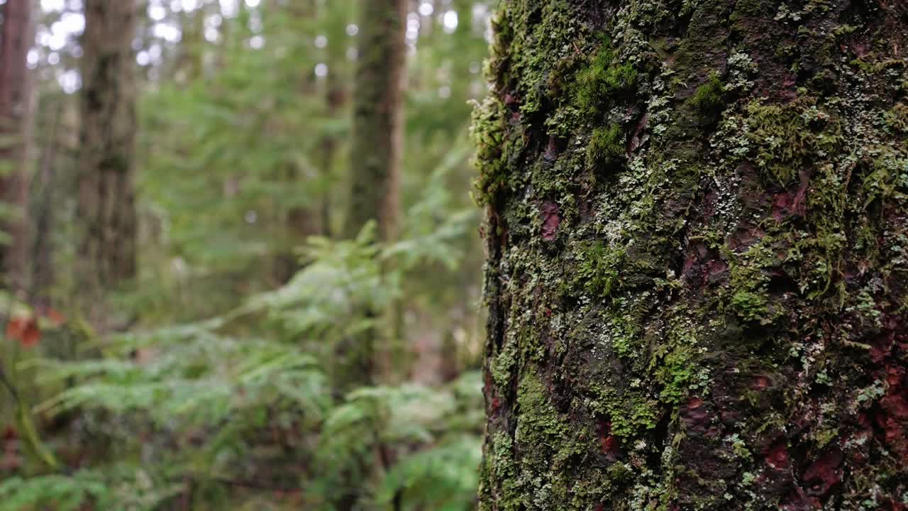 太平洋西北,太平洋精神地區公園在溫哥華,英屬哥倫比亞 美麗的森林樹剪輯
