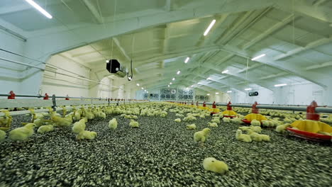 large group of newly hatched chicks on a chicken farm