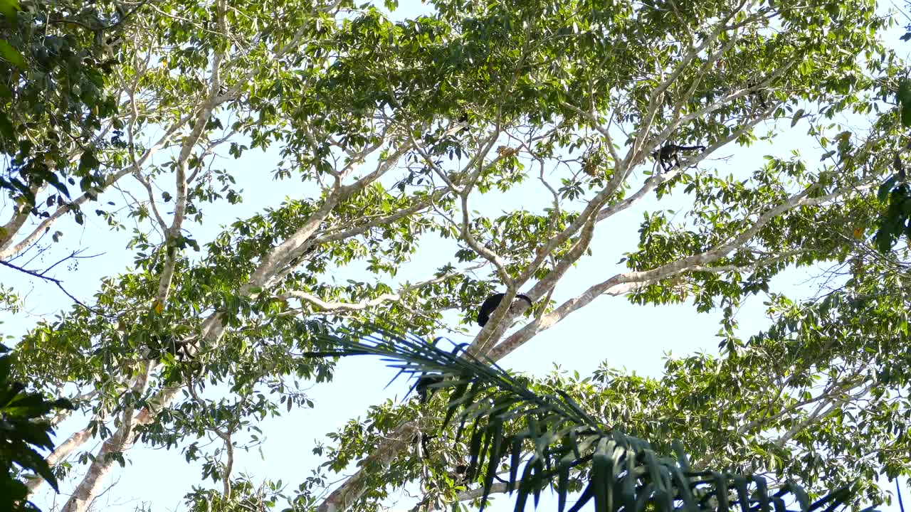 黑猴子走在被風搖搖的樹枝上