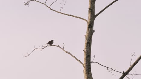 pájaro de pecho rojo, canta desde una rama de árbol