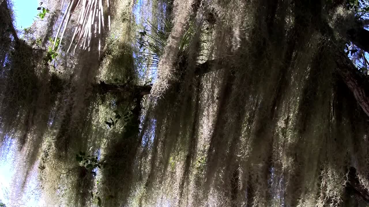 미국 남부 1의 나무에 매달려 있는 스페인 이끼 사이로 햇빛이 비친다