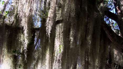 sunlight shines through spanish moss hanging from trees in the southern usa 1