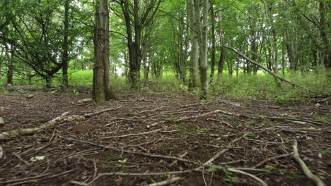 drone footage through the woods