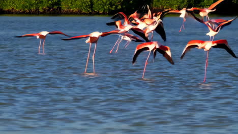 pink flamingos taking flight
