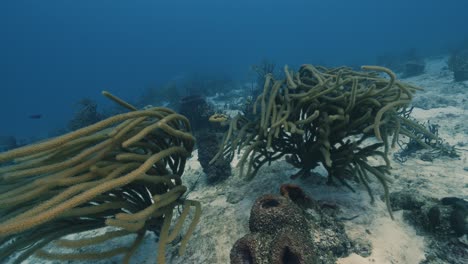 cozumel.reef y actual. méxico. video bajo el agua