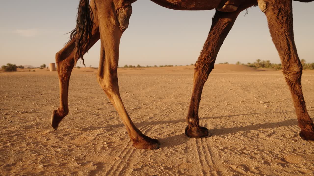 Close-up of camel legs walking across dry Sahara desert terrain in warm light