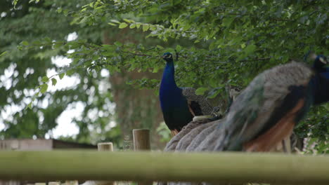 wildlife scene of common peafowl birds resting on a bamboo timber fence. selective focus shot