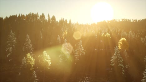 Sonnenstrahlen-Bahnen-Sich-Ihren-Weg-Durch-Die-Zweige