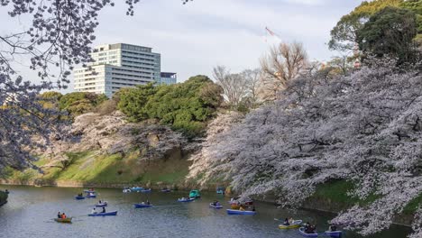 langsames zoomen im zeitraffer am chidorigafuchi-sakura-graben in tokio mit booten