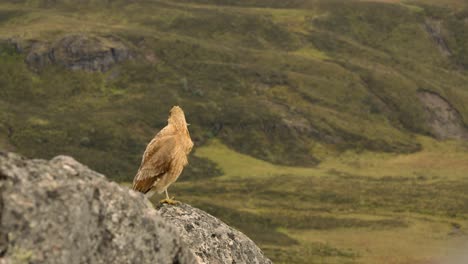 pequeño halcón volando desde la ladera de la montaña