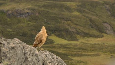 small hawk taking flight from the mountainside