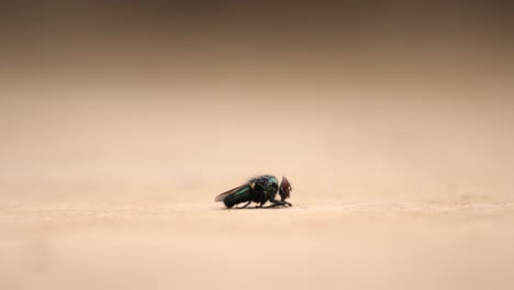 macro shot: la mosca ladrona más grande se alimenta de la mosca de la casa muerta y luego se aleja