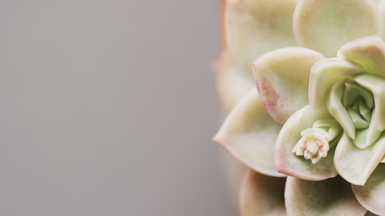 Micro video in primo piano di una pianta di cactus verde con spazio per il testo su sfondo grigio