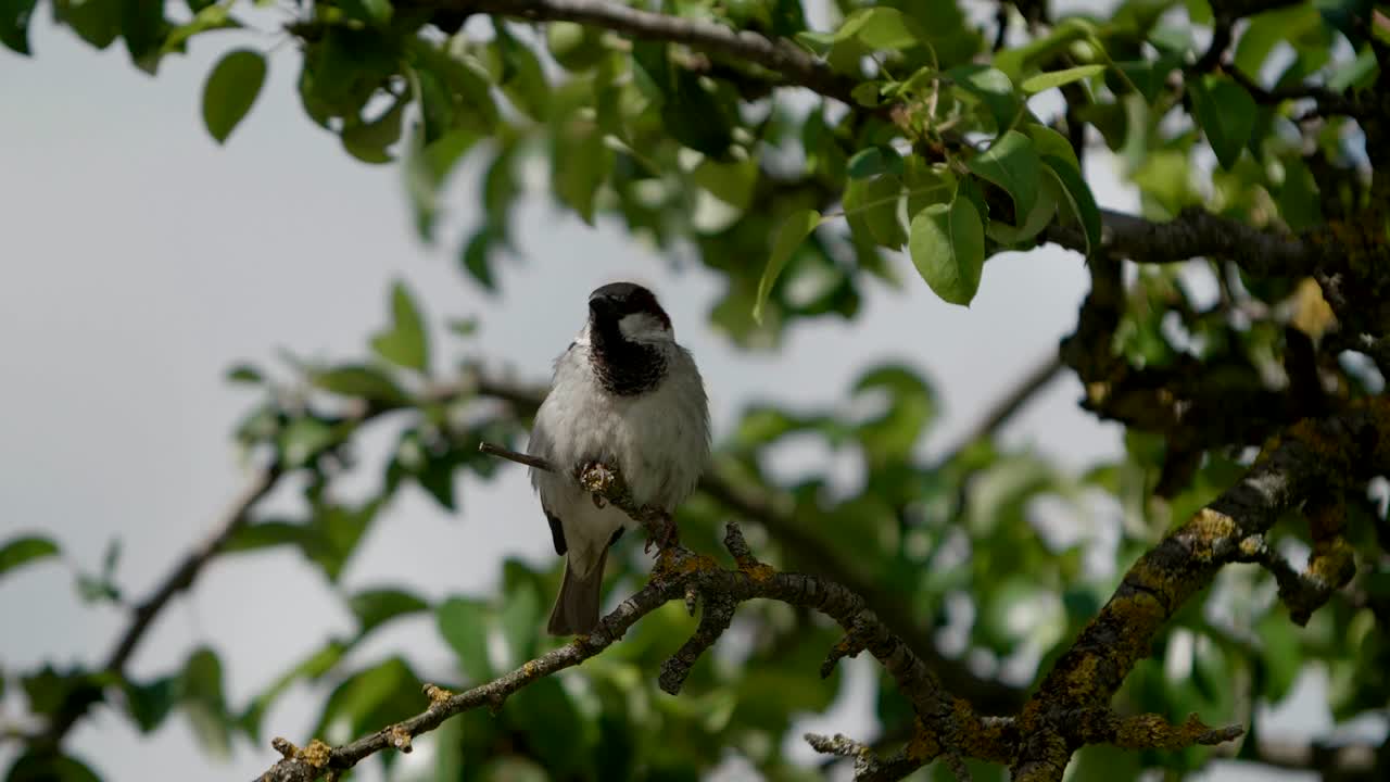 retrato de un gorrión, pájaro salvaje en las ramas de los árboles