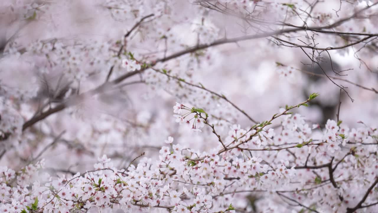Cherry trees in full bloom