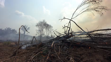 a wildfire rages through the amazon rainforest leaving smoldering brush in the devastation