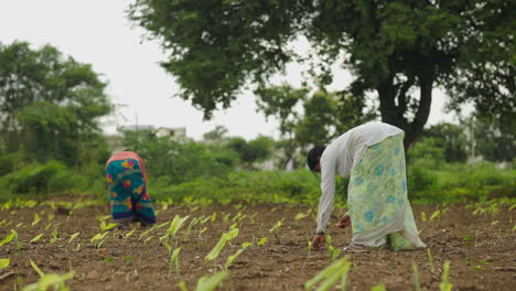 women farmers working in a field