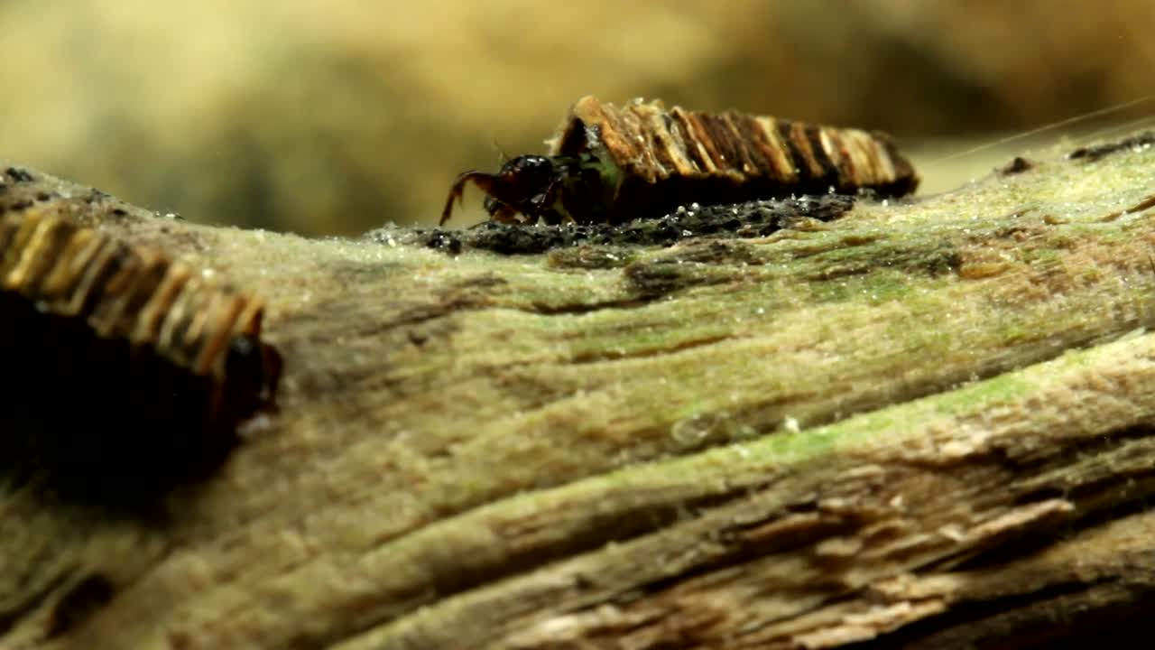 larva di caddisfly che striscia lungo un bastone in un ruscello di trote, primo piano
