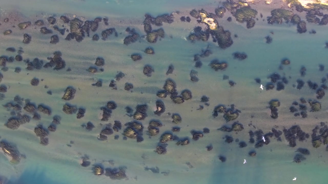 Aerial View of Seagulls Flying Over Shallow Rocky Coastal Waters