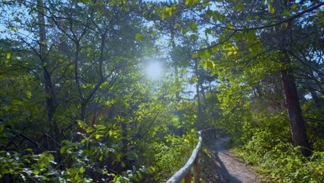 hiking-through-a-pine-tree-forest,-sun-flaring