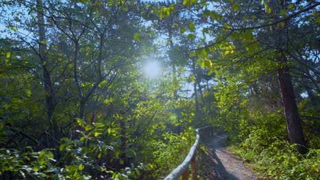hiking through a pine tree forest, sun flaring