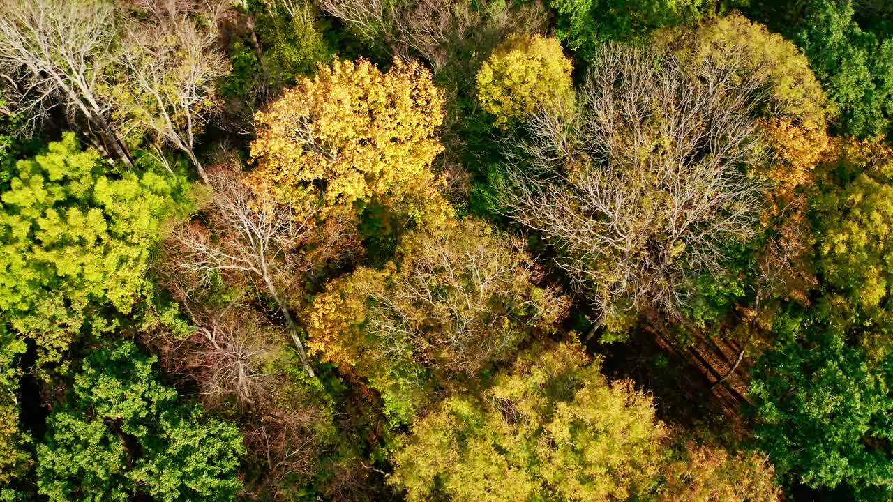 Natural background of colorful forest. Drone flying over the autumn forest. Forest with green and yellow trees. Aerial top view.