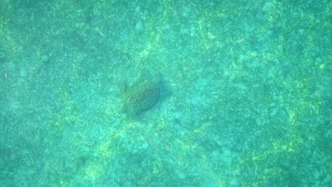 aerial flight over crystal clear water and turtle in malaysia, steady birds eye perspective full shot in slow motion