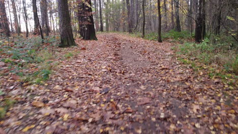 vuelo de drones a través del camino del parque forestal en 4k durante la temporada de otoño