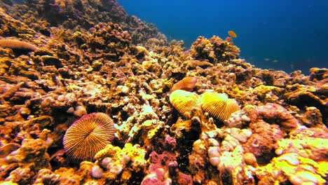 static view of underwater common razor coral on seafloor