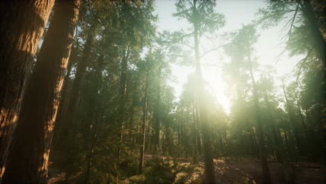 paisaje de puesta de sol brumosa del bosque de secuoya