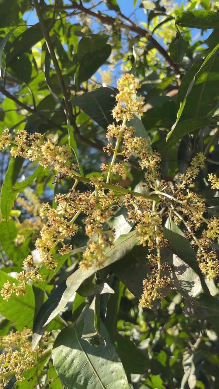 Fiori di mango che sbocciano alla luce del sole