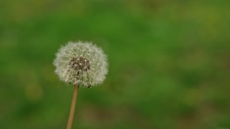 dandelion flower seedhead in park in spring