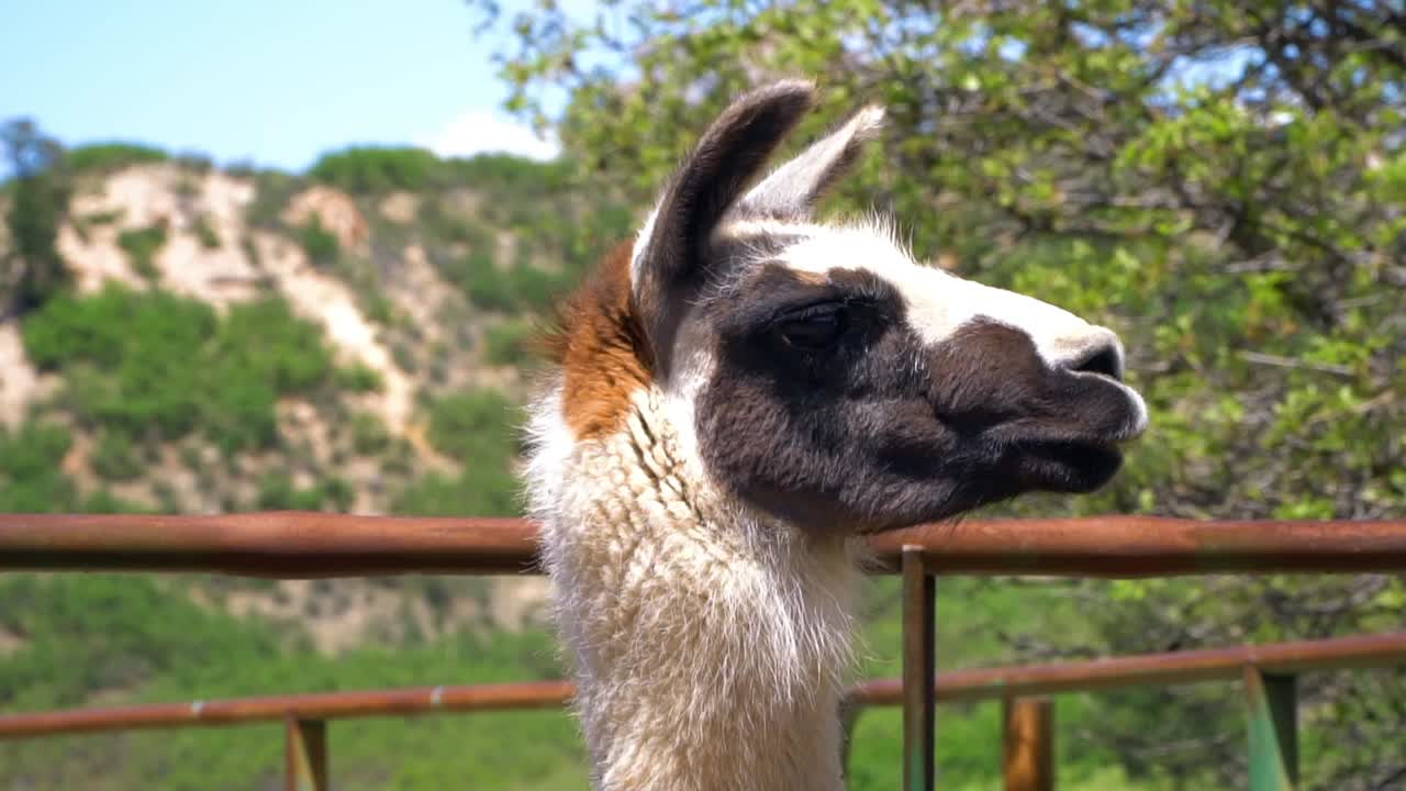 Close up of lama. Looks at camera and winks.