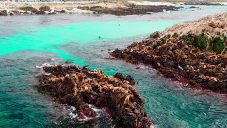 seals resting on the rock