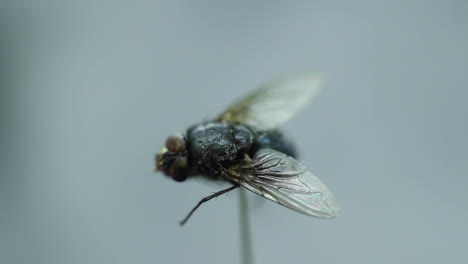 Housefly-captured-in-close-up-macro-shot-in-detail-inside-the-moving-fog-and-white-smoke-wave-with-wings-captured-in-120fps-slow-motion-move