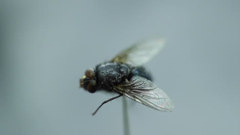 mosca doméstica capturada en primer plano macro en detalle dentro de la niebla en movimiento y la ola de humo blanco con alas capturadas en movimiento a cámara lenta de 120 fps