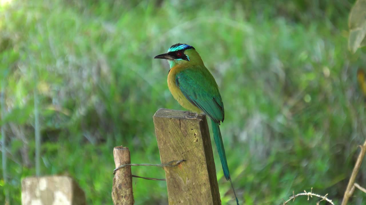 un lindo pájaro motmot amazónico, descansando sobre la madera de un recinto