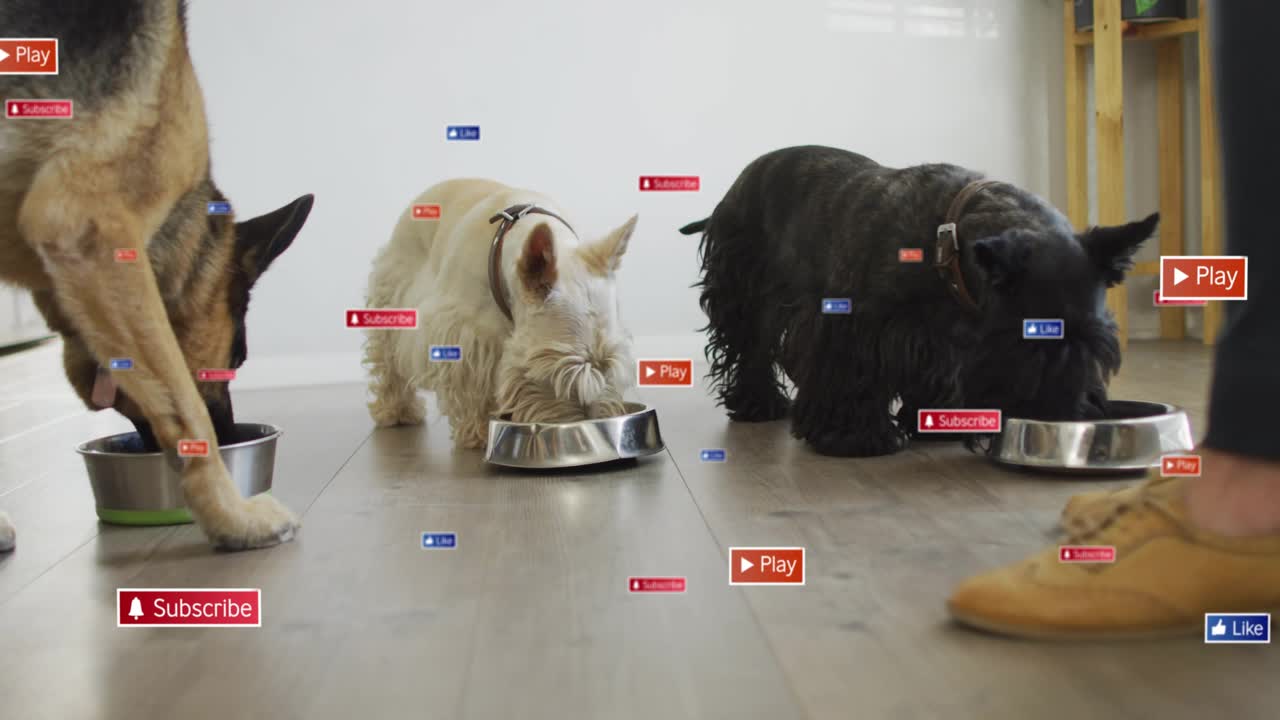 Erwachsenes Bein tritt ein, drei Hunde werden aus Metallnäpfen gefüttert, Social-Media-Symbole schweben über den Hunden.