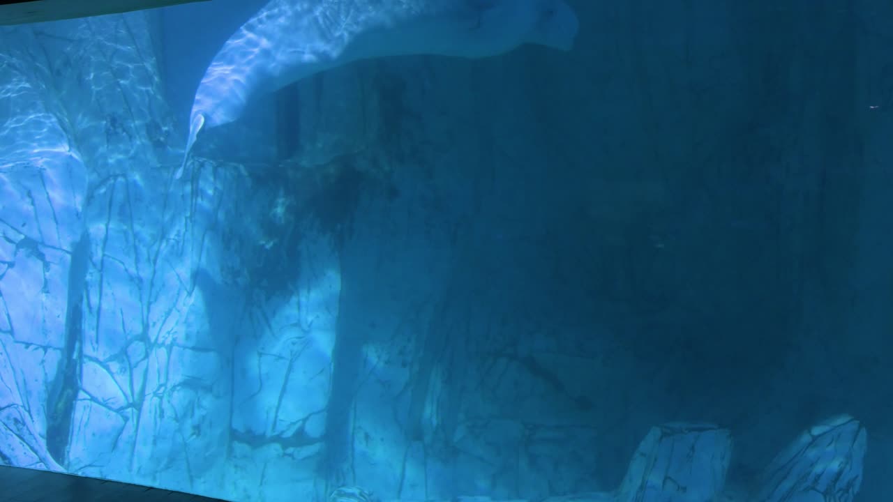 A beluga whale, also known as a white whale, is seen swimming at Oceanografic, located in Valencia's City of Arts and Sciences, Europe’s largest oceanographic park with over 500 marine species.