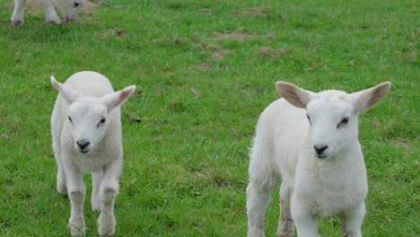 bonitos corderos blancos en el campo de hierba - corderos gemelos de texel de unas dos semanas de edad en abril