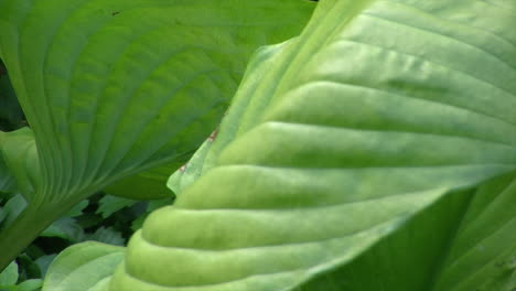 close-up of heavily veined green leaves in a garden