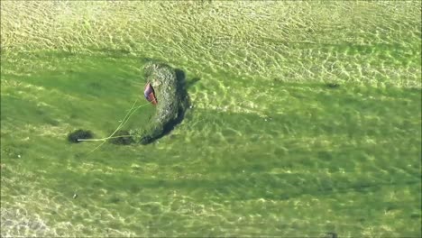 sun reflection in green shallow water flowing gently in summer sunshine