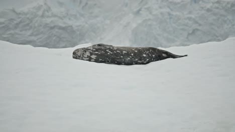 sleeping adult wedded seal in antarctica on ice berg during snowfall
