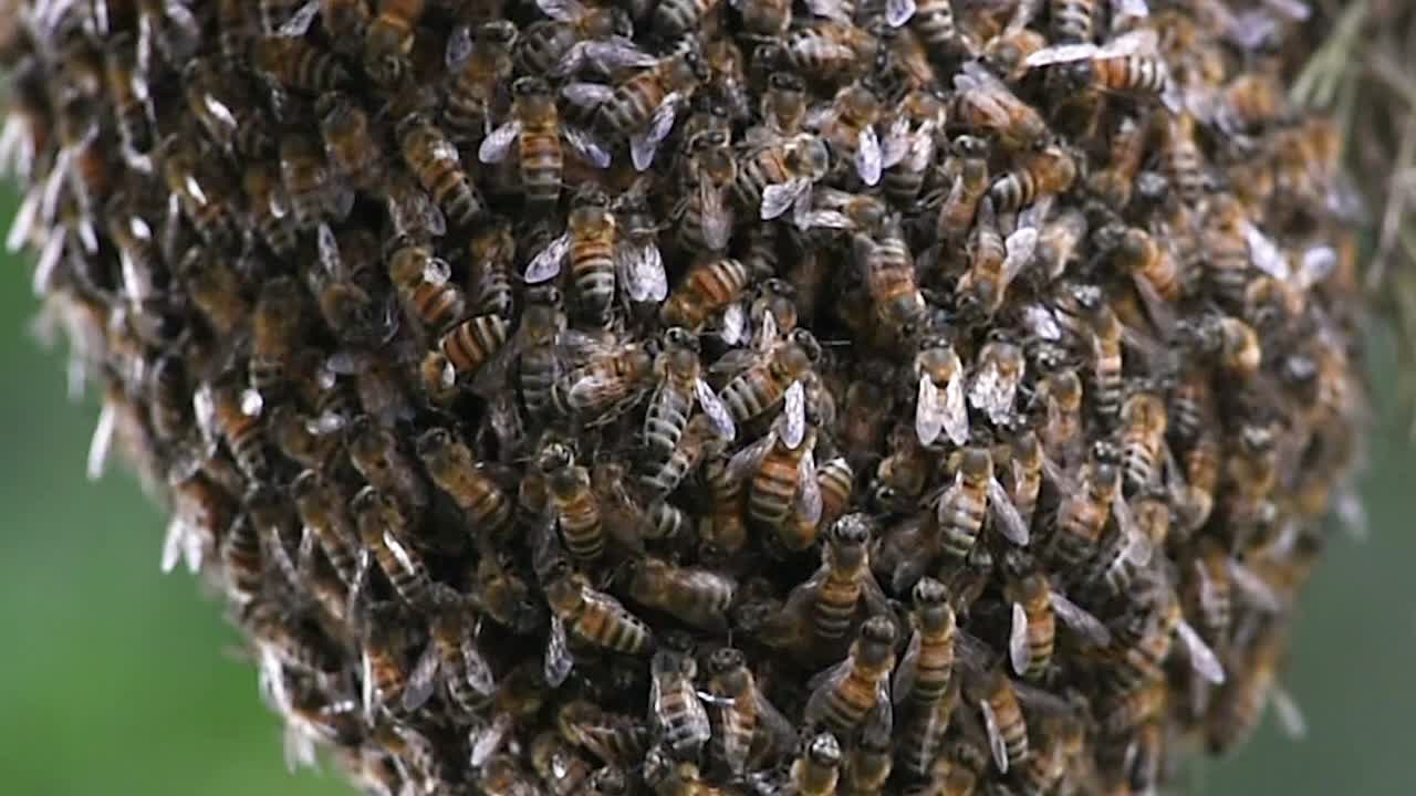 detalles de las abejas enjambres agrupadas en una colonia