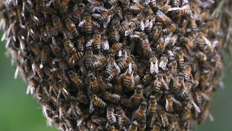 Details-Von-Schwärmenden-Bienen,-Die-In-Einer-Kolonie-Gruppiert-Sind