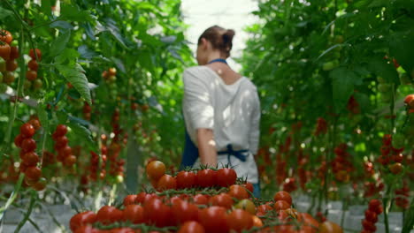 el agricultor recolecta la cosecha de tomate de cereza en el invernadero a la luz del sol. concepto de cultivo