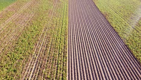 Aerial-tilt-up-shot-over-a-ploughed-field-reviling-residential-building-of-a-country-village,-bright-sunny-day