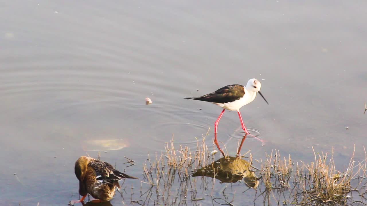 Burung Trinil Kaki-Merah berburu ikan-ikan kecil dan memakan rumput lunak dari air danau | Video stok burung Trinil Kaki-Merah