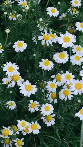 field of white daisies